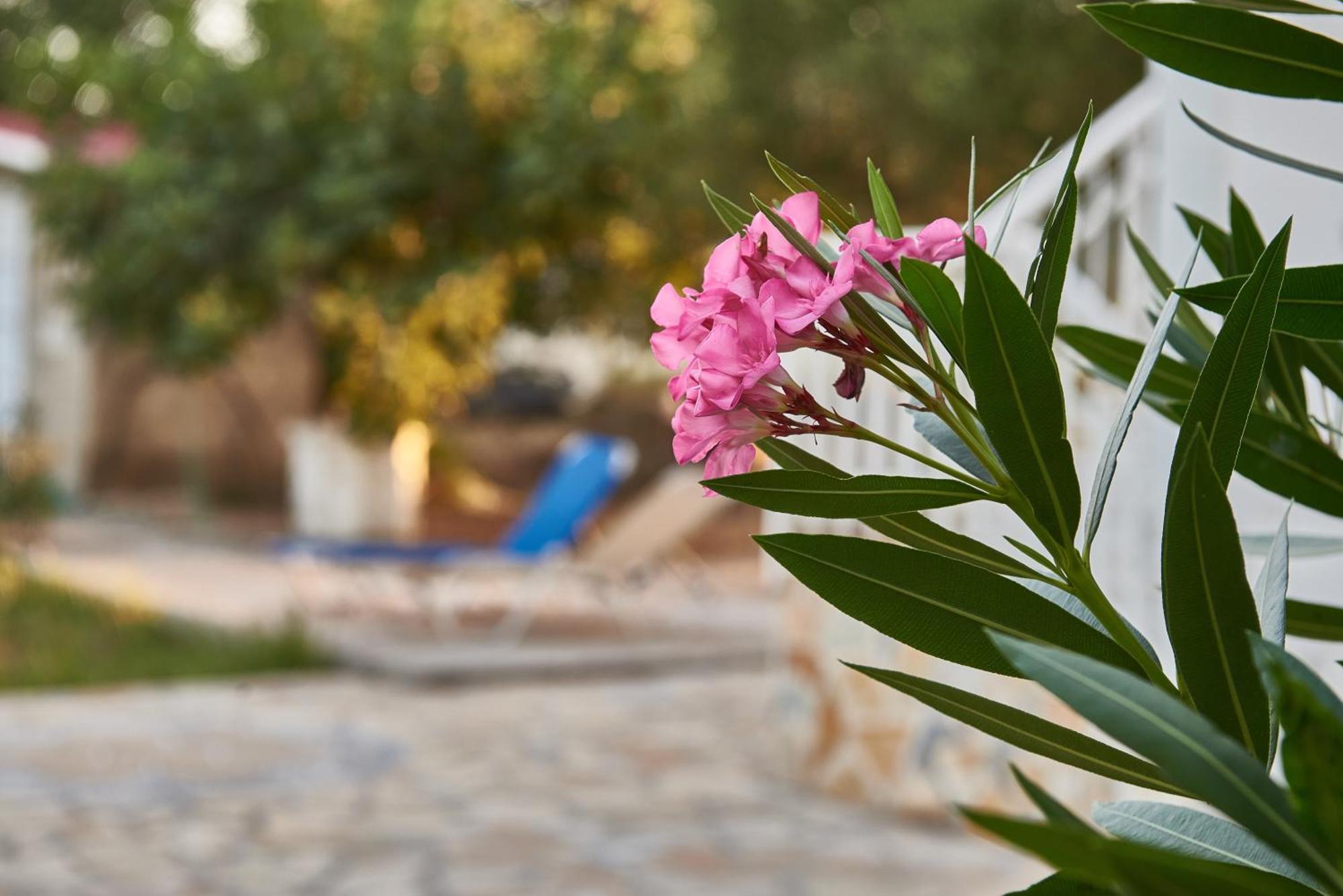Villa Rania / Zante Drosia Кипсели Экстерьер фото