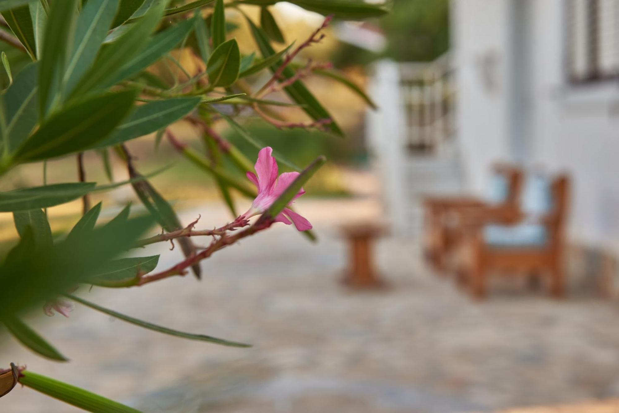 Villa Rania / Zante Drosia Кипсели Экстерьер фото